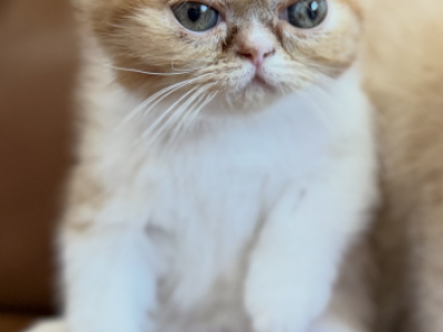 Exotics Shorthair Persian - Exotic - Gallery Photo #1