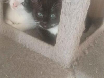 Daisy - Domestic - Gallery Photo #1