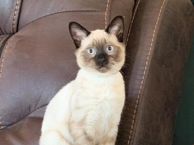 KAIA - Siamese - Gallery Photo #1