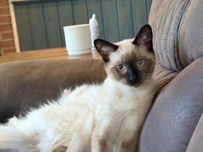 KAI - Siamese - Gallery Photo #1