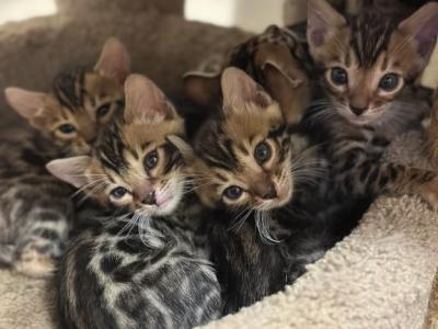 May 21st Bengal Kittens - Bengal - Gallery Photo #1