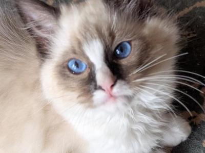 Kaleb - Ragdoll - Gallery Photo #1