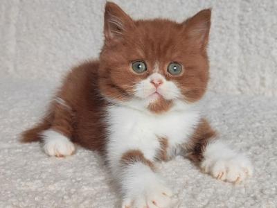 West - British Shorthair - Gallery Photo #1