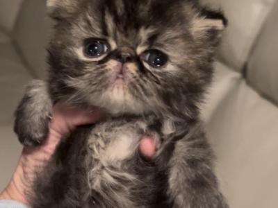 Brown Tabby Boy - Persian - Gallery Photo #1