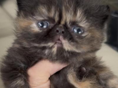 Tortoiseshell Girl - Persian - Gallery Photo #1