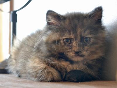 Cuddles - Minuet - Gallery Photo #1