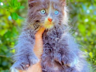 Dominant Blue Eyes Polydactyl Boy - Maine Coon - Gallery Photo #1