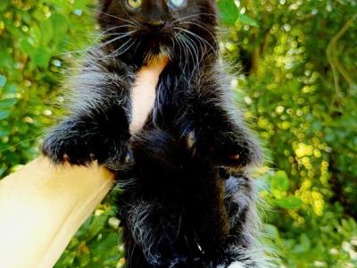 Black & White Polydactyl Boy With Odd Eyes - Maine Coon - Gallery Photo #1