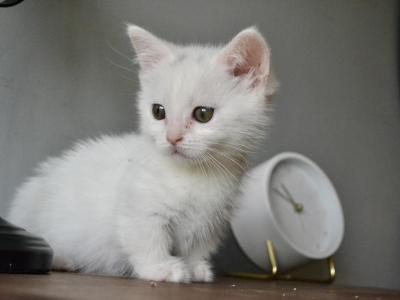 Snowball - Minuet - Gallery Photo #1