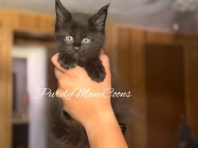 Black Maine Coon Kitten - Maine Coon - Gallery Photo #1