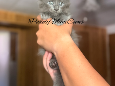 Blue Female Maine Coon Kitten - Maine Coon - Gallery Photo #1