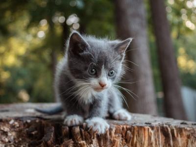 Kit Kat - Domestic - Gallery Photo #1