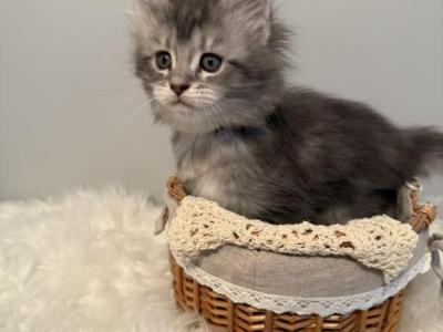 Black Silver Classic Tabby - Maine Coon - Gallery Photo #1