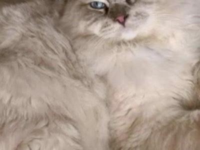 Downsizing At Our Cattery - Ragdoll - Gallery Photo #1