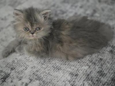 Blue Cream - Persian - Gallery Photo #1
