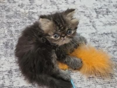 Chocolate Tabby - Persian - Gallery Photo #1