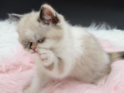 Pointed Colorpoint Female - Colorpoint Shorthair - Gallery Photo #1