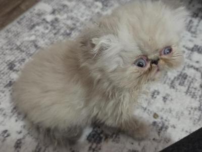 Blue Point Himalayan - Himalayan - Gallery Photo #1