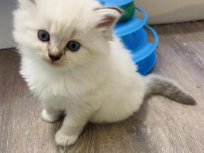Male Ragdoll Kitten - Ragdoll - Gallery Photo #1