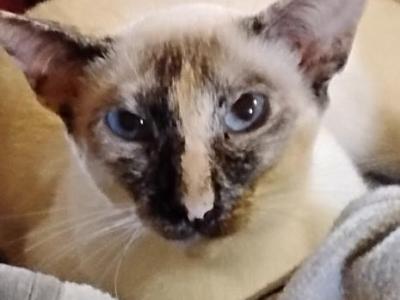 Luna & Diamond - Siamese - Gallery Photo #1