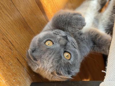 Linda - Scottish Fold - Gallery Photo #1