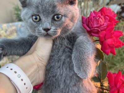 Adorable British Shorthair Kittens - British Shorthair - Gallery Photo #1