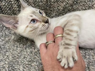 Seal Point Lynx Bengal Blue Eyes - Bengal - Gallery Photo #1