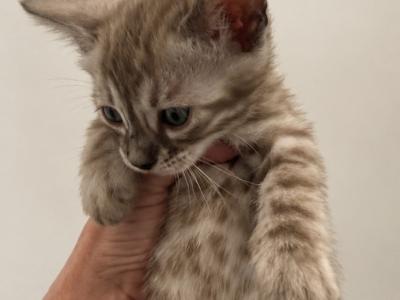 Charcoal Sepia Females - Bengal - Gallery Photo #1