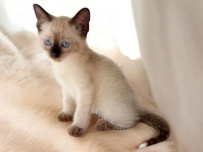Tippy - Siamese - Gallery Photo #1