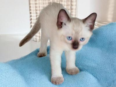 Siam - Siamese - Gallery Photo #1