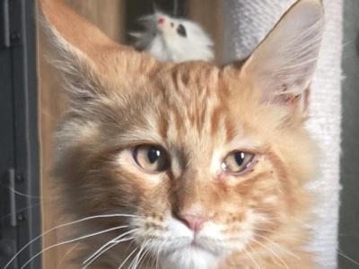 Red - Maine Coon - Gallery Photo #1