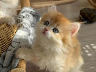 Ginger - British Shorthair - Gallery Photo #1