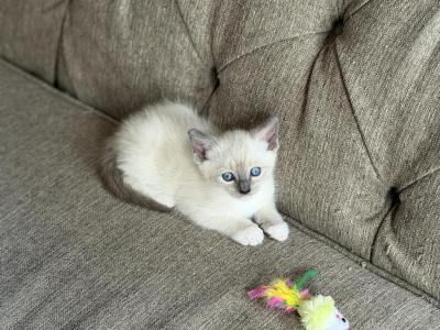 Reign - Siamese - Gallery Photo #1