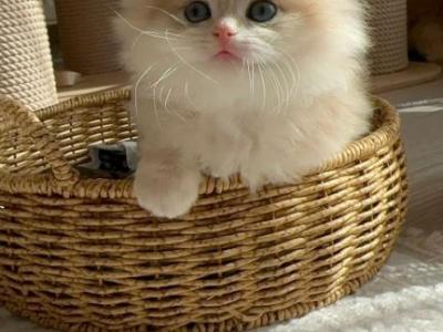 Biscuit - British Shorthair - Gallery Photo #1