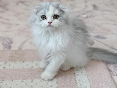 Scottish Fold Longhair Dilute Calico Girl - Scottish Fold - Gallery Photo #1
