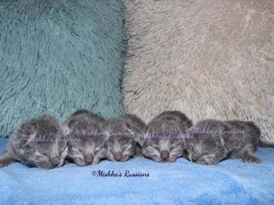 Russian Blue Kittens - Russian Blue - Gallery Photo #1
