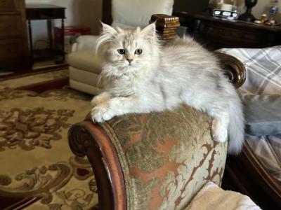 No Name Yet - British Shorthair - Gallery Photo #1