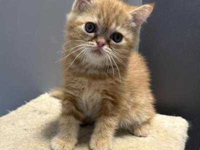 Red Tabby - Exotic - Gallery Photo #1