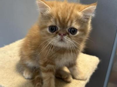 Red Tabby Exotic Shorthair Male - Exotic - Gallery Photo #1