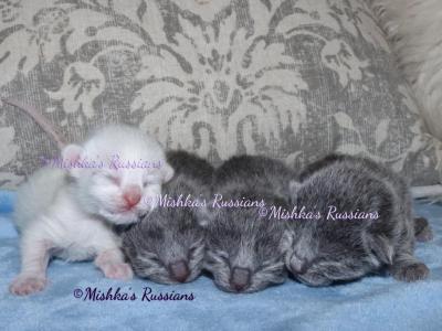 Russian White Kittens - Russian Blue - Gallery Photo #1