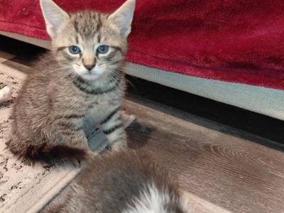 LittA - American Shorthair - Gallery Photo #1