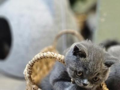 Solaris - British Shorthair - Gallery Photo #1