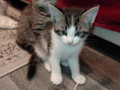 LittleA - American Shorthair - Gallery Photo #1