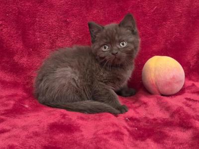 Peach - British Shorthair - Gallery Photo #1