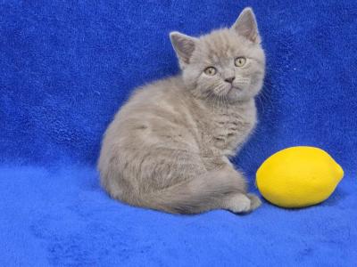 Lemon - British Shorthair - Gallery Photo #1