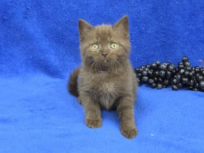 Grape - British Shorthair - Gallery Photo #1