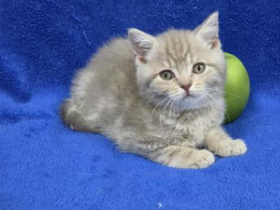Apple - British Shorthair - Gallery Photo #1