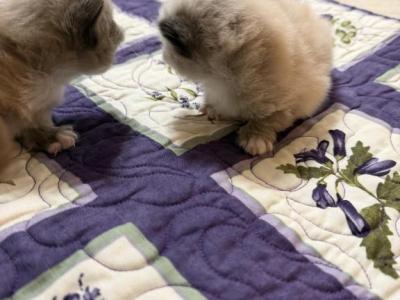 Pepper - Ragdoll - Gallery Photo #1