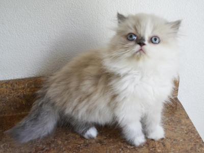 Persian Jewel 1 - Himalayan - Gallery Photo #1