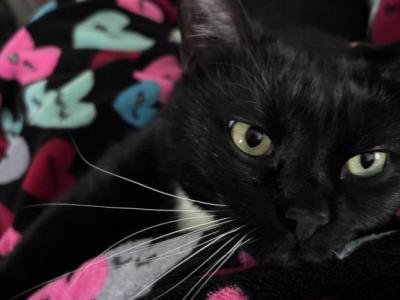 Buddy - Domestic - Gallery Photo #1